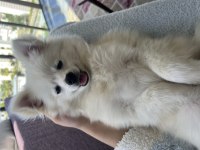 6 aylık Pomeranian