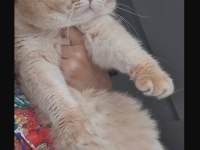 British shorthair şecereli ny11 golden