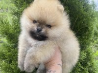 Teddy Bear Pomeranian