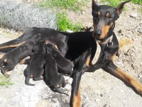 sahiplendirme doberman