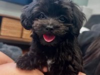 Uyguna black maltipoo yavru