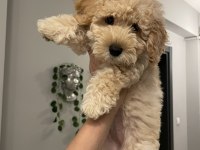Diş F1 Maltipoo yavru