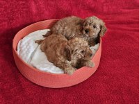 SCRLİ BABADAN EV ÜRETİMİ F3 MALTİPOO YAVRULARIMIZ