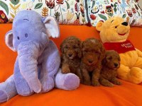 Toy Poodle Köpeklerimiz