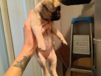 50 Günlük Pug Yavrumuz