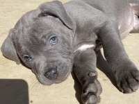 Safkan cane corso erkek dişi yavrularımız