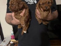 A kalite poodle bebekler
