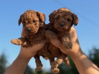 Teacup Boy Aşılı Wc Eğitimli Toy Poodle