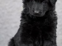 Orjinal black solid alman kurdu yavrular