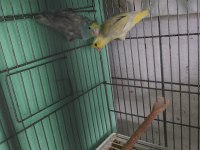 Forpus takım papağanımız
