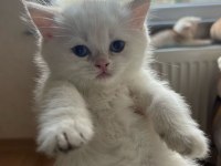 British longhair yavrular (şecereli)