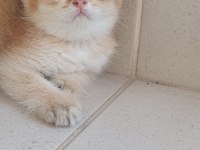 Acil Bursa Golden erkek ve dişi british shorthair yavrular