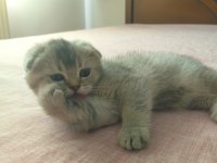 Scottish fold safkan