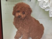 5 aylık dişi Toy Poodle
