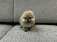 Pomeranian erkek ve dişi yavrularımız mevcuttur