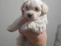 Terrier maltese köpeğimiz