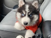 A Kalite Mavi Gözlü safkan Sibirya Kurdu Husky