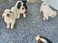 Ücretsiz sahiplendirme köpekler