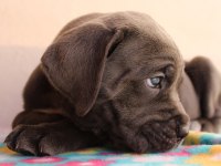 BLUE CANE CORSO YAVRULARI