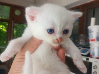 2 AYLIK YAVRU KEDİMİZ