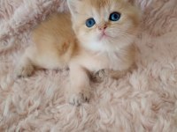 Golden british shorthair bebekler