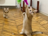 Özel Kan Hattı British Shorthair Golden (NY11 & NY25)