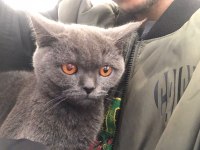 7 aylık british shorthair