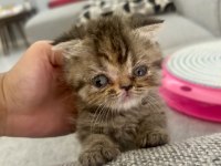 Scottish Fold 2 Aylık Dişi