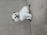 Çikolata point dişi scottish fold