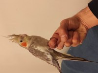Erkek Takaslı Dişi Sultan Papağanı
