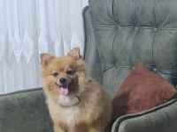 Pomeranian 3 yaşında eğitimli