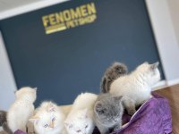 MEŞHUR KEDİCİDEN RENK RENK BRITISH YAVRULAR ANKARA