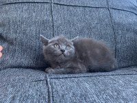 2 erkek british shorthair blue yavrular