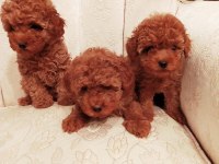 Petmode köpek çiftliğinde ziyarete açık toy poodlr