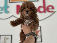Petmode köpek çiftliğinden kore maltipoo