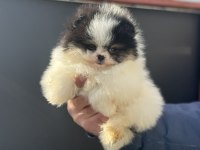 Show kalite ayı suratlı pomeranian boo yavrularımız