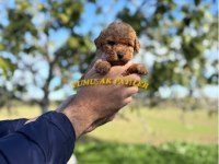 Sevimli Irk Toy Poodle