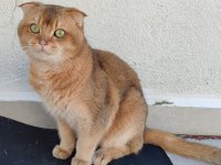En özel renk olan Gold renkte Scottish Fold Erkek