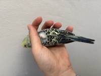 Renk güzeli yavru muhabbet kuşlar