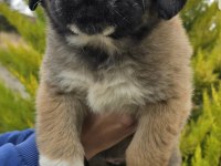 Aslan yavrusu dişi ücretsiz köpeğimiz