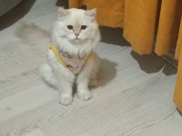 Erkek 2 yaşında british kedimiz Ezel
