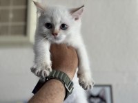 Ankaranın en güzel british shorthair yavruları