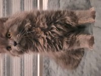 British longhair