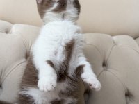 Dişi cinnamon bicolor british shorthair