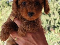 Toy Poodle yavrular 3 erkek 1 dişi
