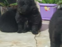 Pomeranian boo köpeğimiz
