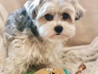 Yorkshire terrier eğitimli