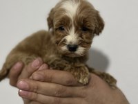 Poodle ayarında maltipoo