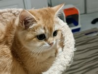 Show kalite british shorthair golden by11 by12 yavrular