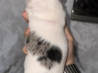 FRANSIZ BULLDOG